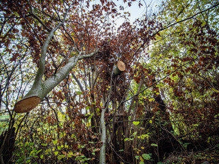 Gefällte Bäume im Wald