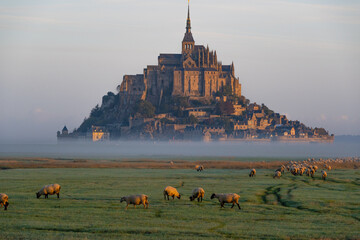 Beautiful landscape view of Le Mont Saint-Michel and Sheeps, Normandy, France.