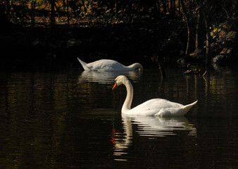 swans on the lake