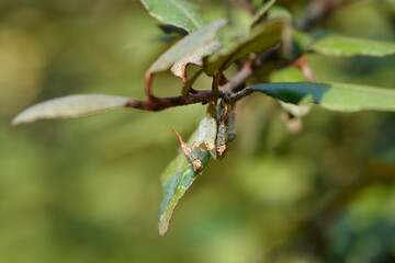 Ebbinges silverberry flowers 