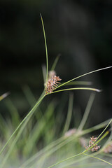 Papyrus sedge brown flower