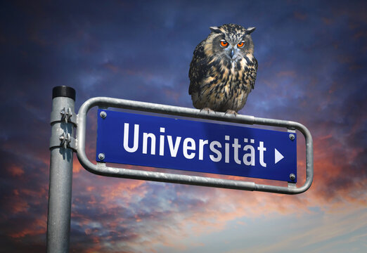 Konzept Studium mit Eule auf Universität Wegweiser Straßenschild Symbol