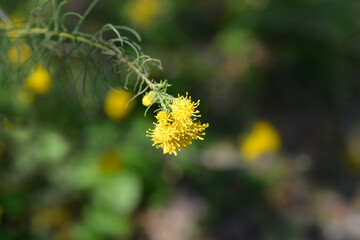Obraz na płótnie Canvas Goldilocks aster yellow flower