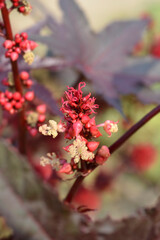 Castor oil plant Carmencita flowers