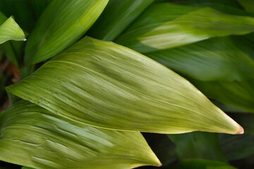 Obraz premium Cast-iron plant leaves