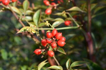 Heavenly bamboo red fruit