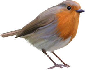 Robin bird. Hand drawn illustration