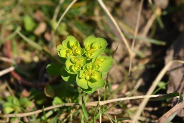 Sun spurge flower