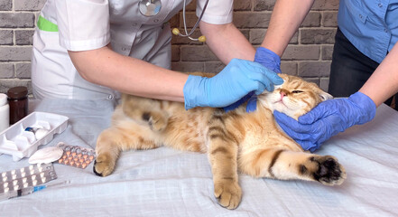 Vet processing cat eye with cotton pad. Doctor assistant veterinarian holding a pet on hands at vet clinic