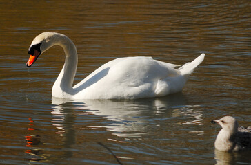 Fototapeta premium swan on the water