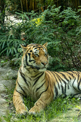 Fototapeta na wymiar tigre siberiana