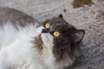 Persian cat white and gray sitting on concrete floor and look straight.
