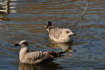 country goose swimming in water
