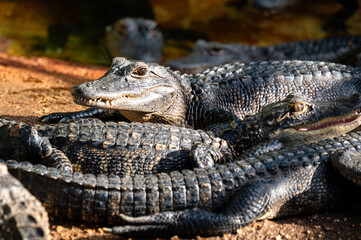Baby crocodiles resting together on a farm