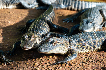 Baby crocodiles resting together on a farm