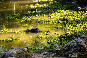 Photograph of an American Alligator swimming in the water in the Everglades in Florida