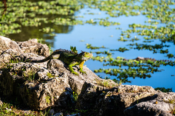 Green iguana. Iguana - also known as Common iguana or American iguana. Lizard families