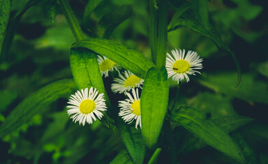 daisy flower in the grass