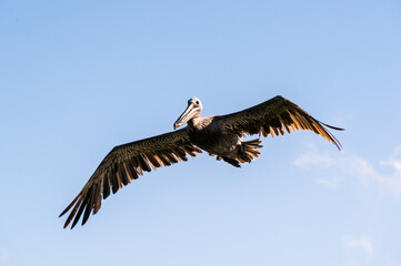A brown pelican in flight over the Atlantic Ocean