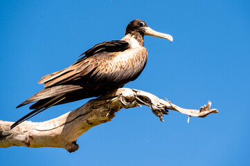 Obraz premium Magnificent Frigatebird sitting on a tree (Fregata magnificens)