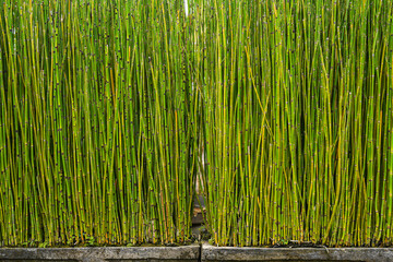 Bamboo grass stalk plants stems growing in dense forest like grove as a relaxing and peaceful green...