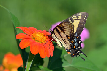 Papilio glaucus eastern tiger swallowtail butterfly