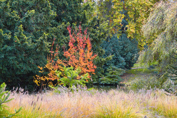 autumn colors in the forest