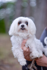 woman hands holding Maltese puppy - Maltese dog breed,mini or teacup maltese