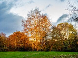 autumn trees in the park