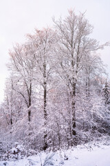 Fototapeta na wymiar Snow-covered trees in the Taunus forest near Bad Schwalbach/Germany