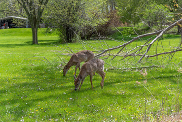 Urban Deer Feeding On New Grass In Spring