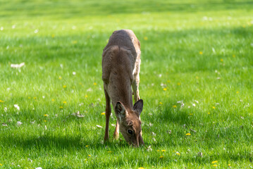 Urban Deer Feeding On New Grass In Spring