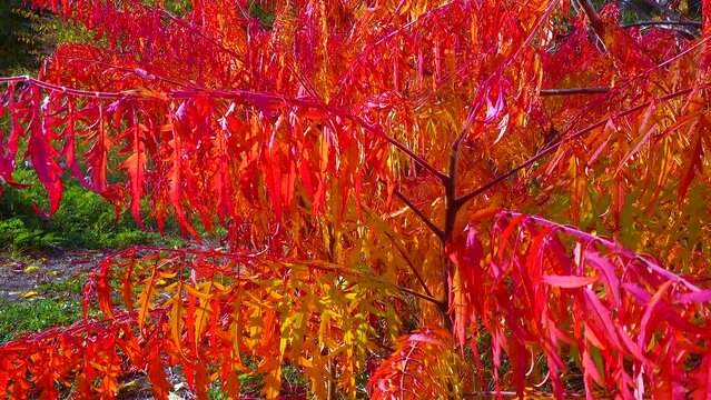 Red autumn leaves of the poisonous plant Sumac (Rhus typhina, Anacardiaceae) in the garden, slider shot