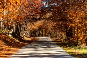 Beautiful shot of a trail through an orange autumn forest in Sila Grande, Calabria, Italy