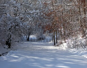 Beautiful shot of a trail through a snowy white forest in Sila Grande, Calabria, Italy