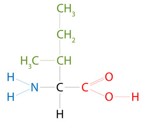 The structure of Isoleucine. Isoleucine is  an amino acid that has a hydrocarbon side chain with a branch.