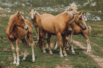Naklejka na ściany i meble Wild horses in Dolomites Alps, Italy