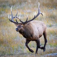 Running Bull Elk