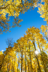 Fototapeta premium Autumn Sun Star 