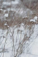 snow covered tree