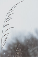 Fototapeta premium grass in the snow