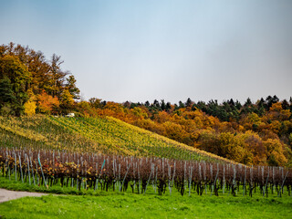 Naklejka premium Weinberge im Herbst