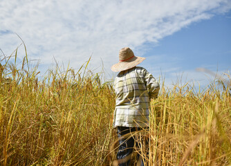 Naklejka na ściany i meble Thailand farmers harvesting rice in the fields