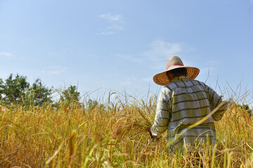 Thailand farmers harvesting rice in the fields