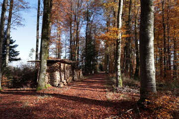 schweizer wald brennholz