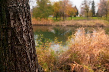 tree trunk on the background of a beautiful lake