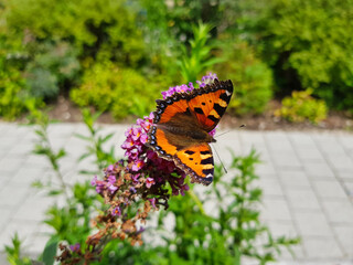 Tagfalter auf einer Blüte