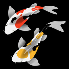 Illustration of Koi fish on black