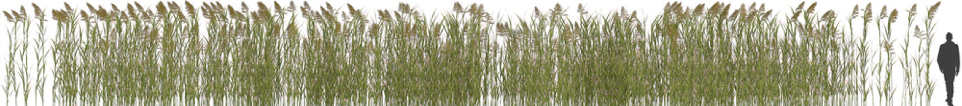 tall reed grass arch viz hq cutout