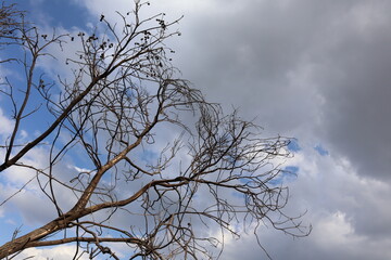 Branches of a burnt tree intermingle with each other against a background of clouds in a blue sky